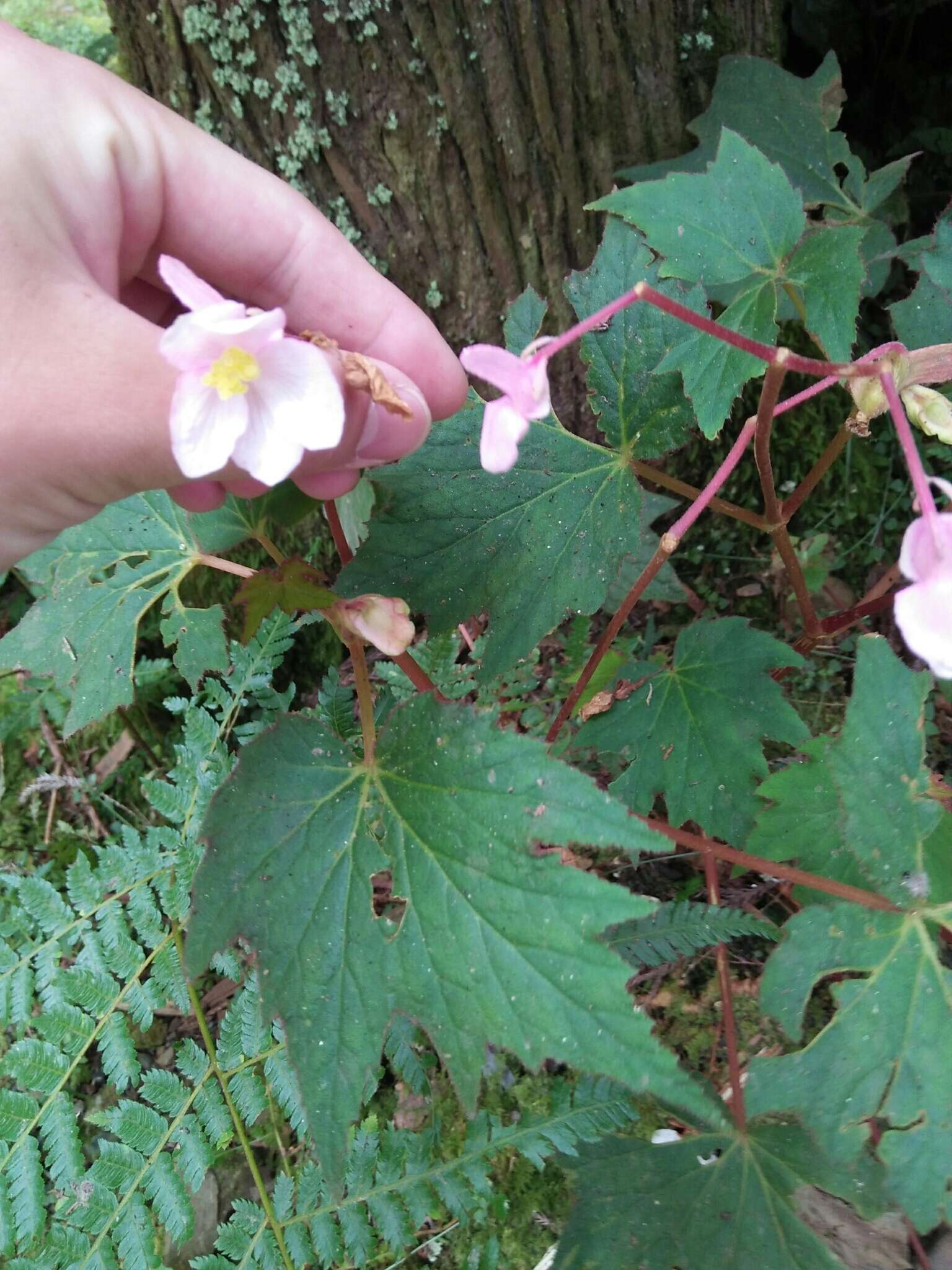 Image of Begonia palmata D. Don