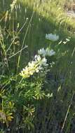 Image of whitewhorl lupine