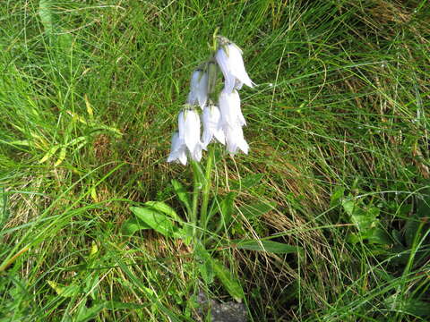 Image of Bearded Bellflower