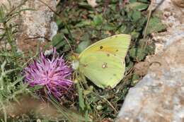 Image of Colias aurorina Herrich-Schäffer (1850)