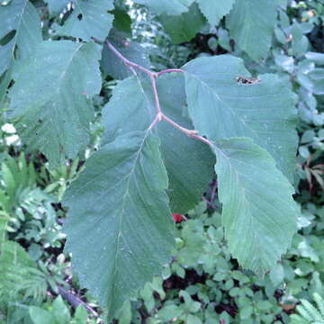 Imagem de Alnus incana subsp. rugosa (Du Roi) R. T. Clausen