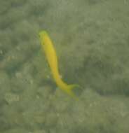 Image of Canary fangblenny