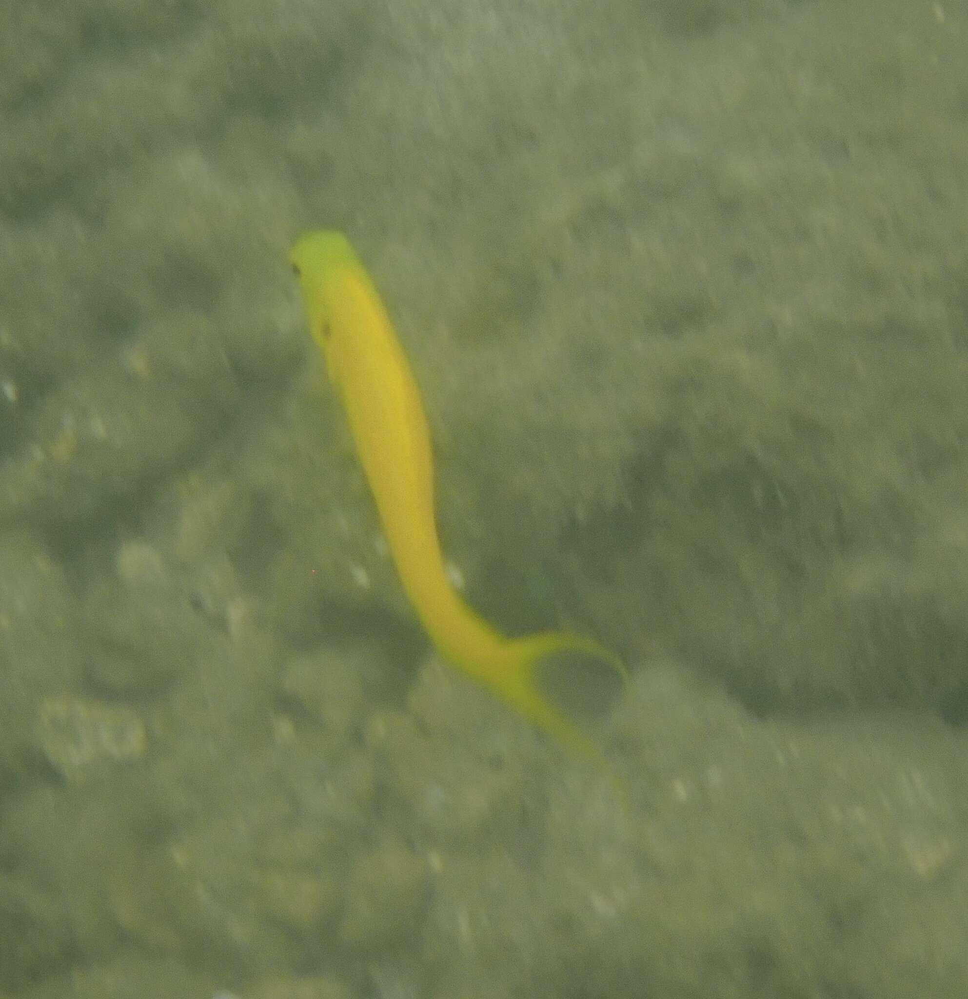 Image of Canary fangblenny