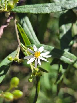 Image of Olearia viscidula (F. Müll.) Benth.