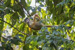 Image of Bolivian squirrel monkey