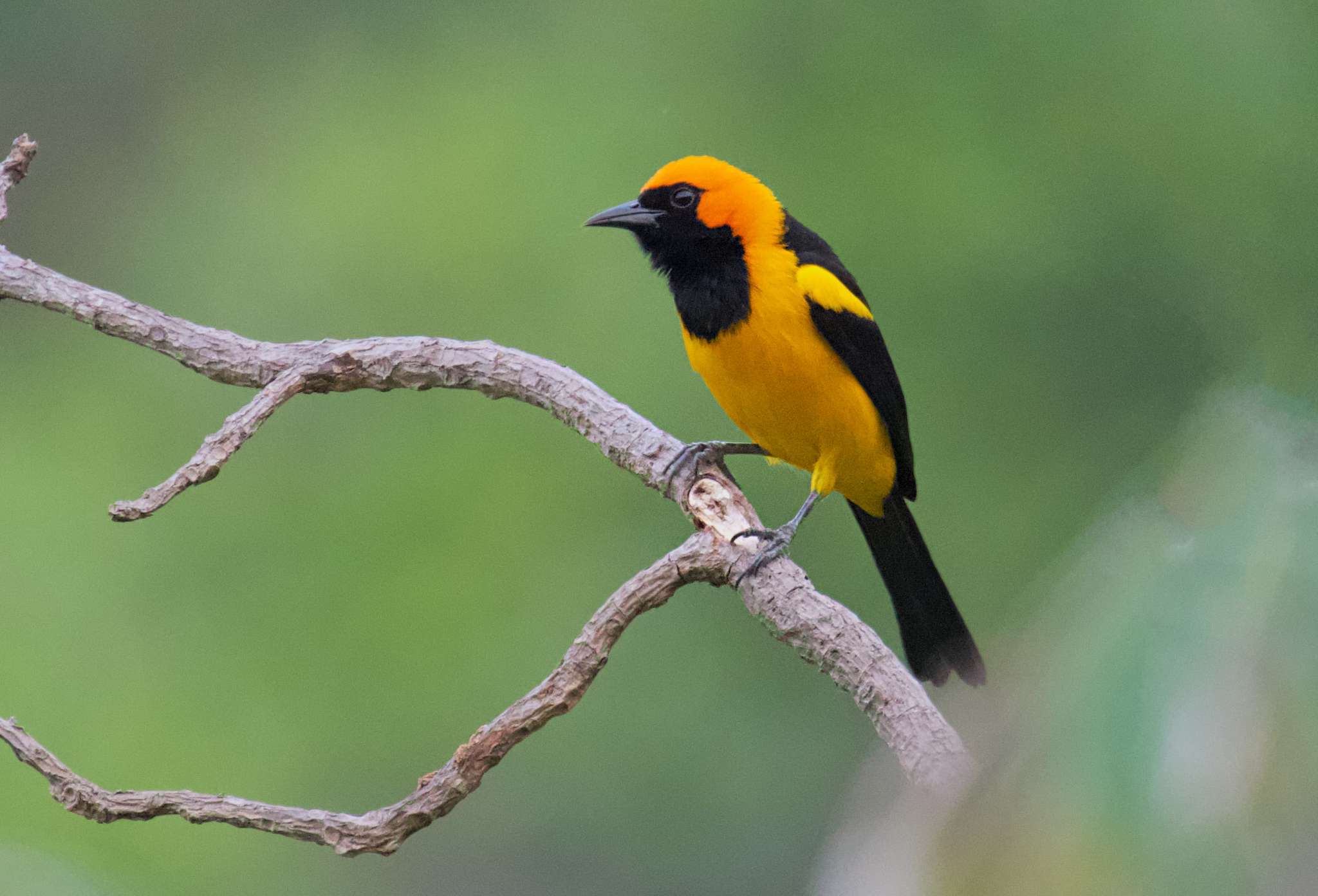 Image of Orange-crowned Oriole