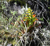 Image of Guzmania gloriosa (André) André ex Mez