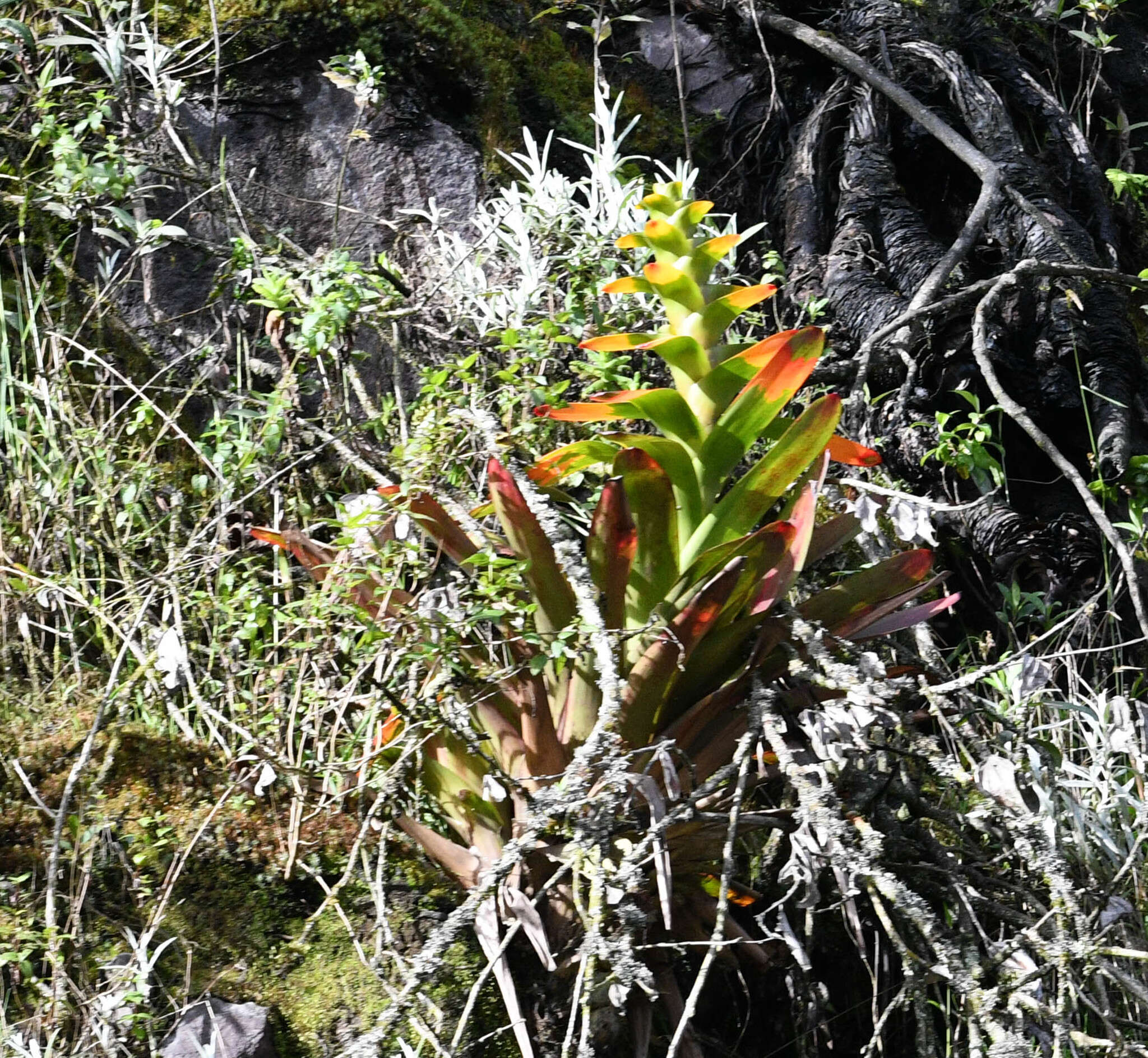 Image of Guzmania gloriosa (André) André ex Mez