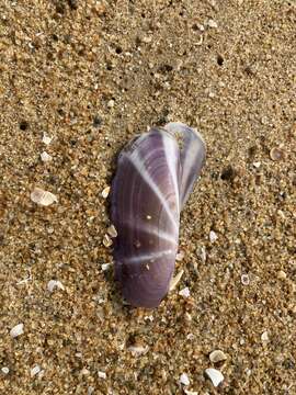 Image of sunset razor clam