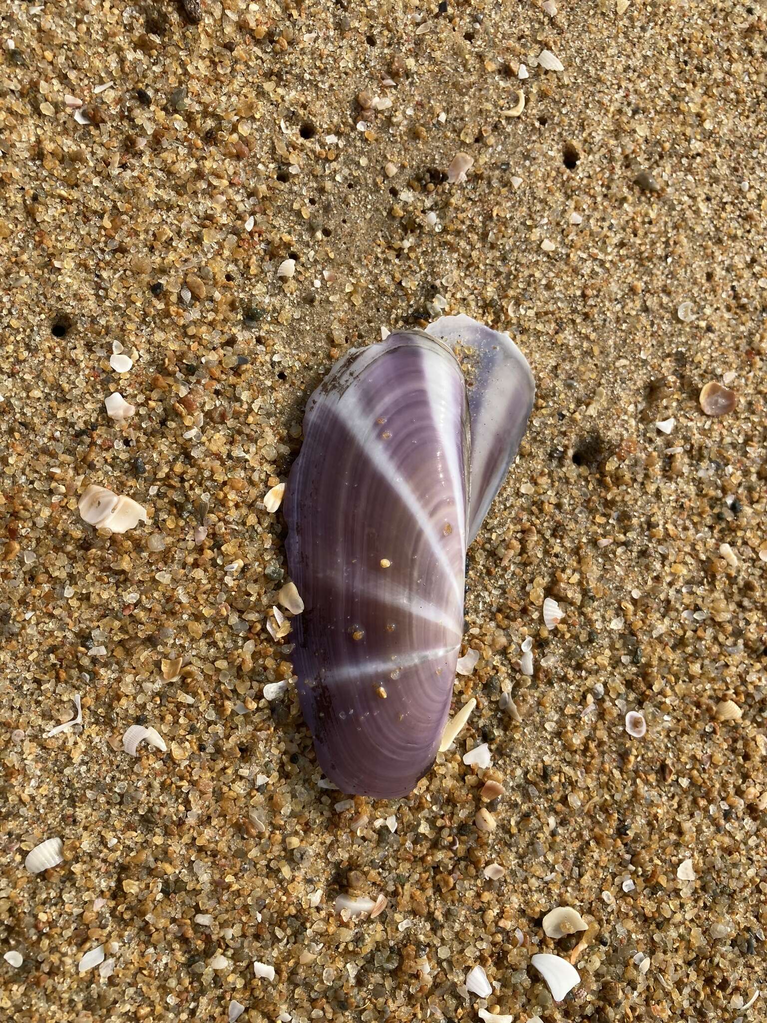 Image of sunset razor clam