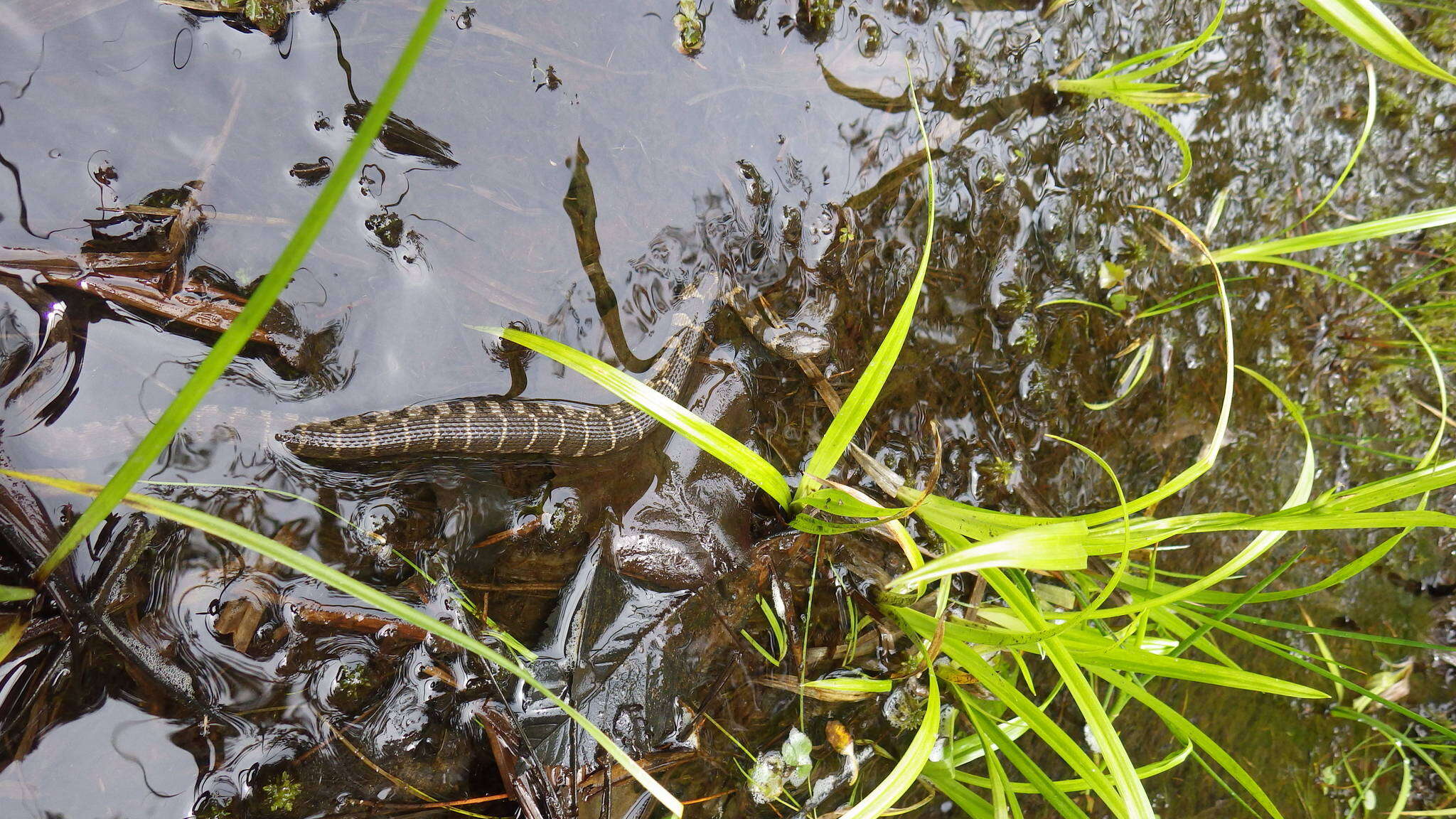 Image of Nerodia sipedon sipedon (Linnaeus 1758)