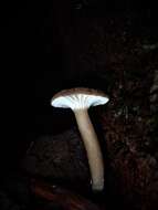 صورة Lactifluus wirrabara (Grgur.) Stubbe 2012