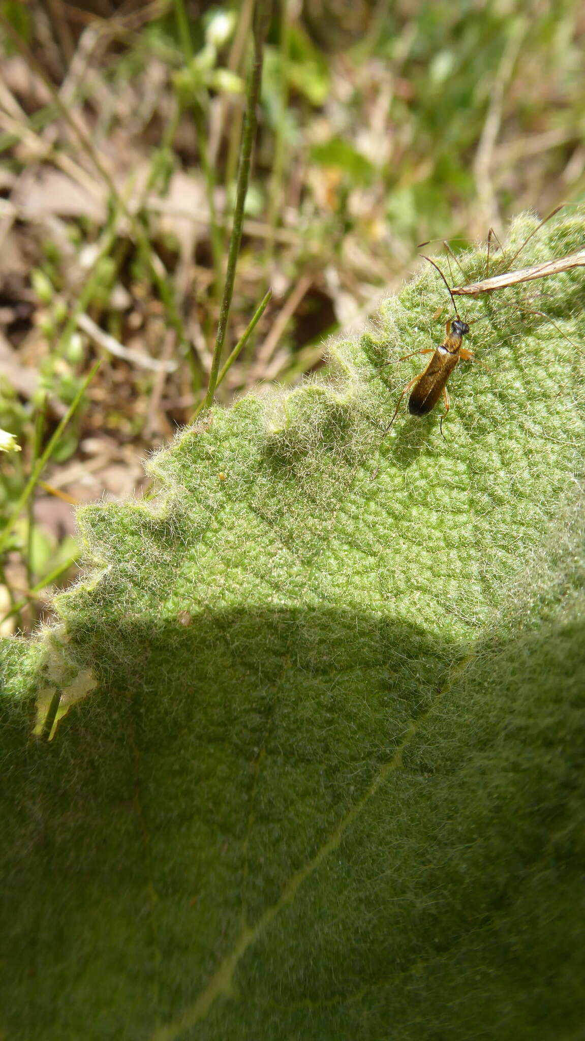 Image of Grammoptera ustulata (Schaller 1783)