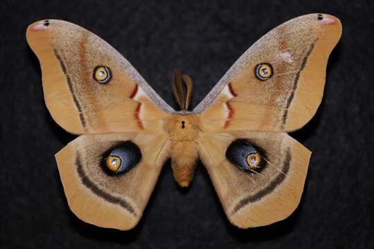 Image of Western Polyphemus Moth