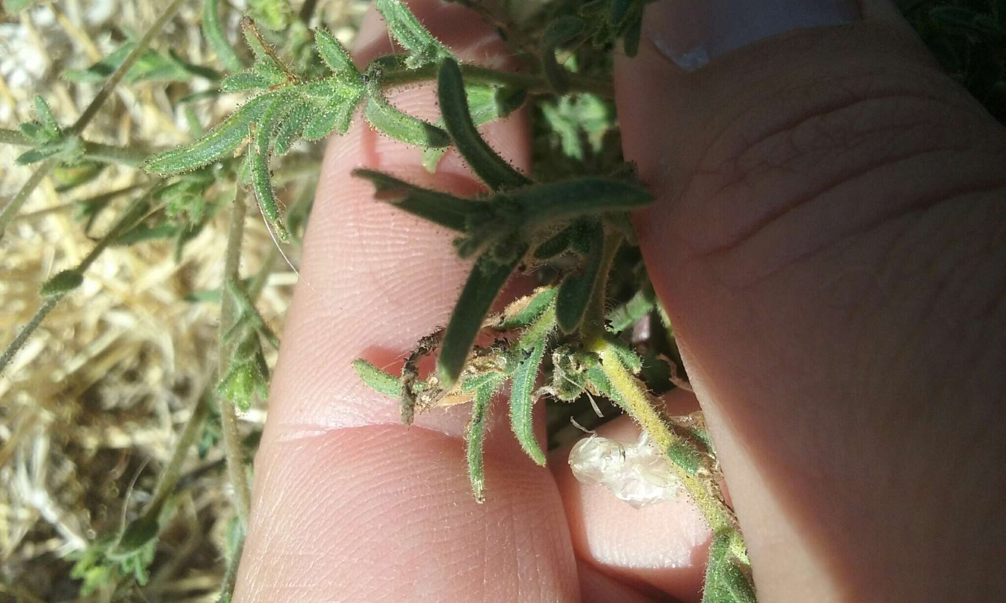 Image of hayfield tarweed