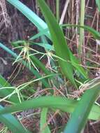 Image of Prosthechea rhynchophora (A. Rich. & Galeotti) W. E. Higgins