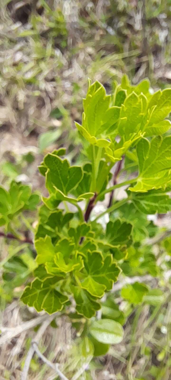 Imagem de Polemannia grossulariifolia Eckl. & Zeyh.