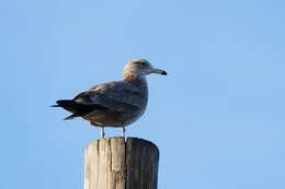 Larus californicus Lawrence 1854 resmi