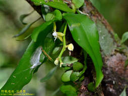 Image of Champion's Orchid