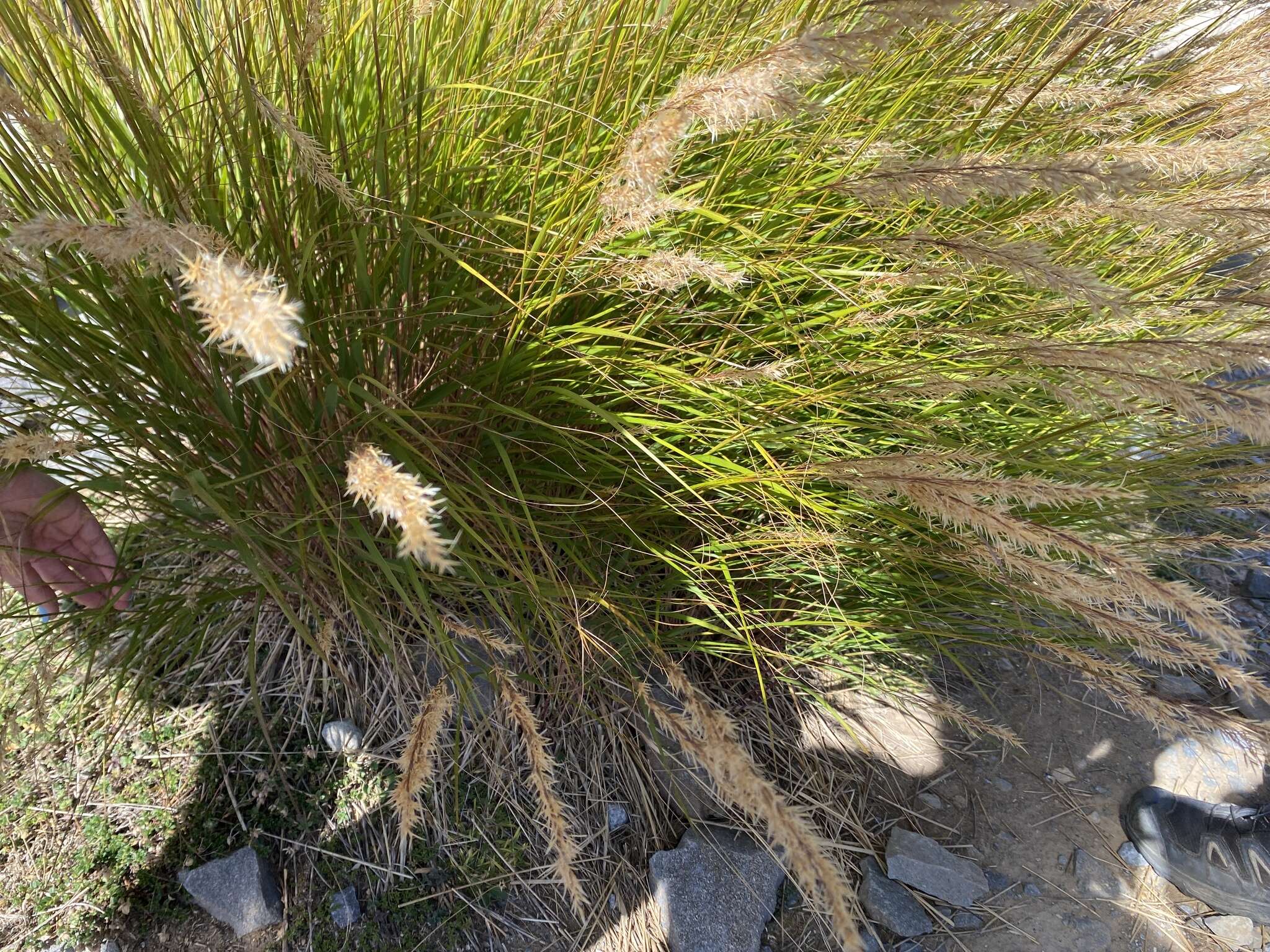 Plancia ëd Achnatherum calamagrostis (L.) P. Beauv.