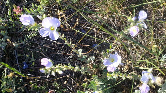 Imagem de Linum hirsutum L.