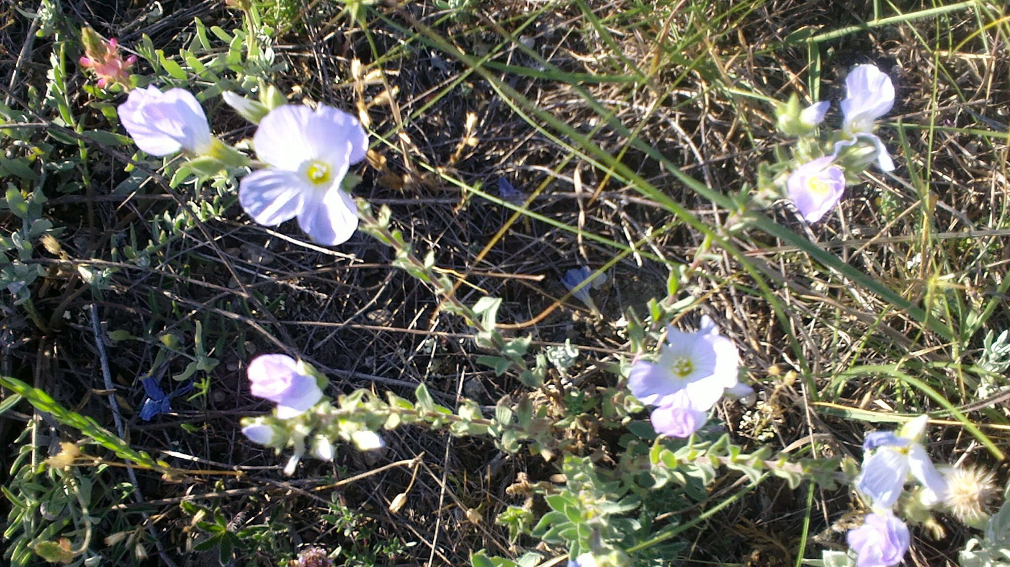 Imagem de Linum hirsutum subsp. hirsutum