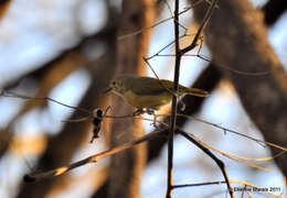 Image of Plain-backed Sunbird