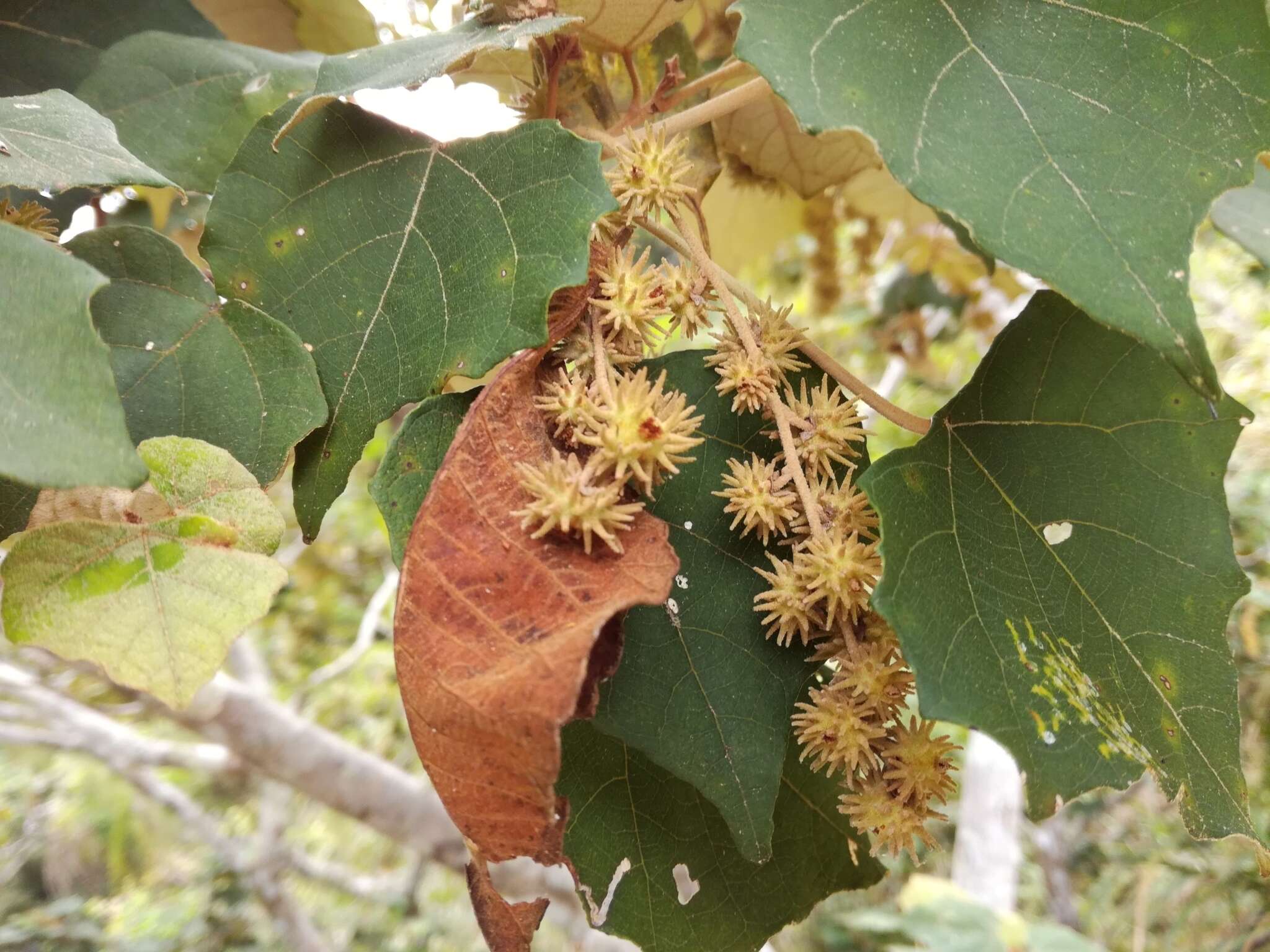 Image de Mallotus paniculatus var. formosanus (Hayata) Hurus.