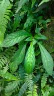 Image of Rhynchotechum discolor (Maxim.) B. L. Burtt