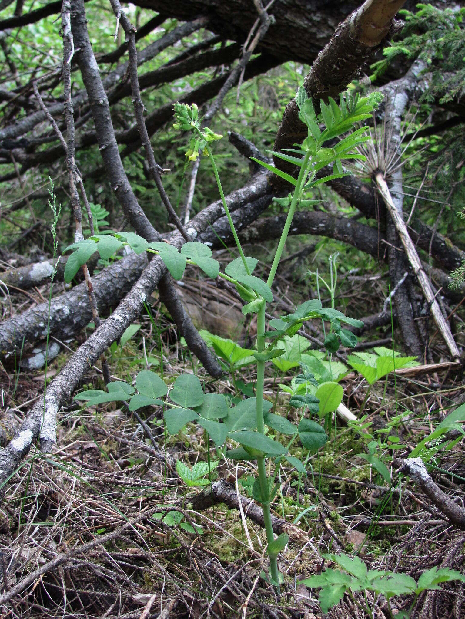 Imagem de Astragalus frigidus (L.) A. Gray