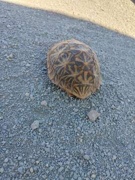 Image of Northern Tent Tortoise