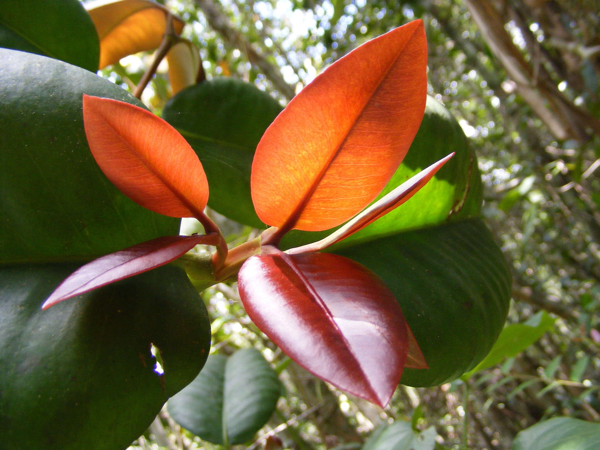 Image of Garcinia humilis (Vahl) C. D. Adams