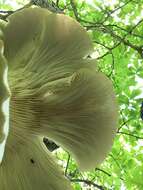 Image of Pleurotus populinus O. Hilber & O. K. Mill. 1993