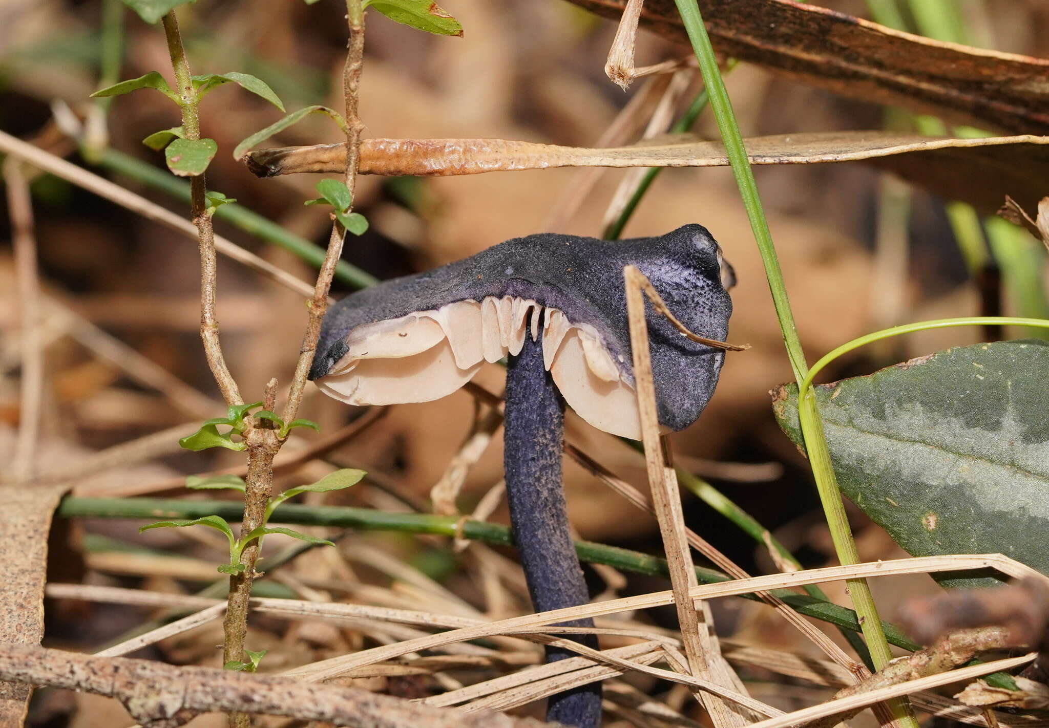 Image of Entoloma panniculus (Berk.) Sacc. 1887