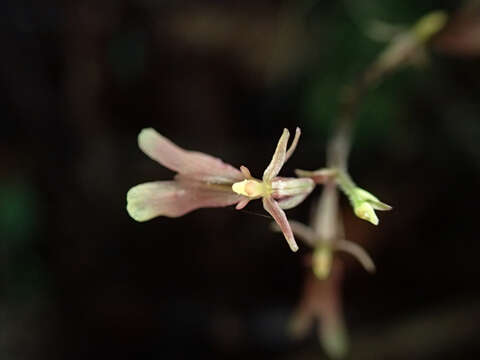 Image of Kidneyleaf twayblade