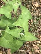 Ageratina deltoidea (Jacq.) R. King & H. Rob.的圖片