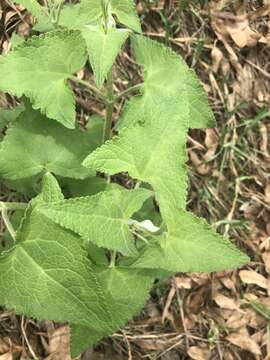 Image of Ageratina deltoidea (Jacq.) R. King & H. Rob.