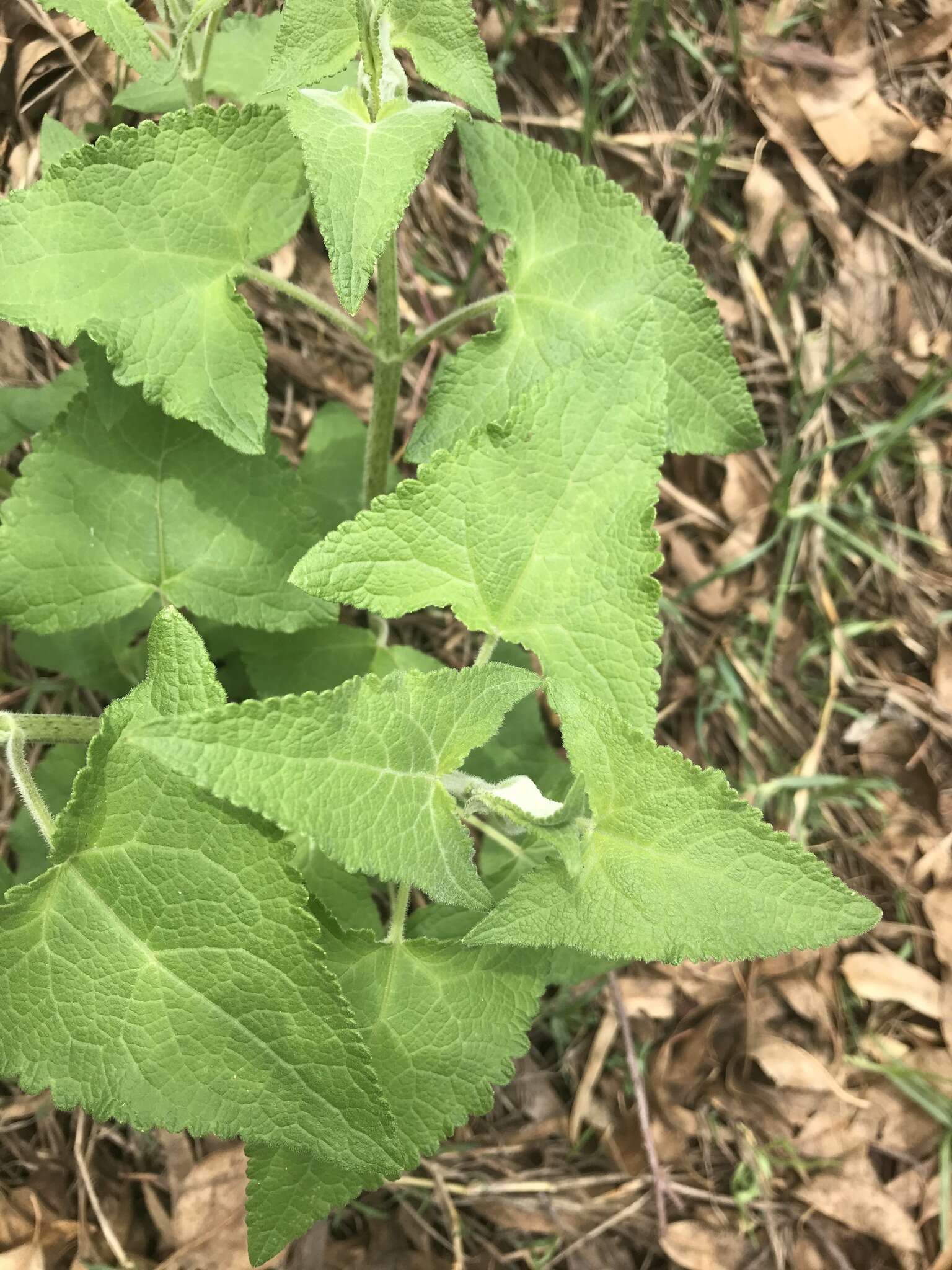 Ageratina deltoidea (Jacq.) R. King & H. Rob.的圖片