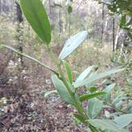 صورة Ilex discolor var. tolucana (Hemsl.) Edwin ex T. R. Dudley