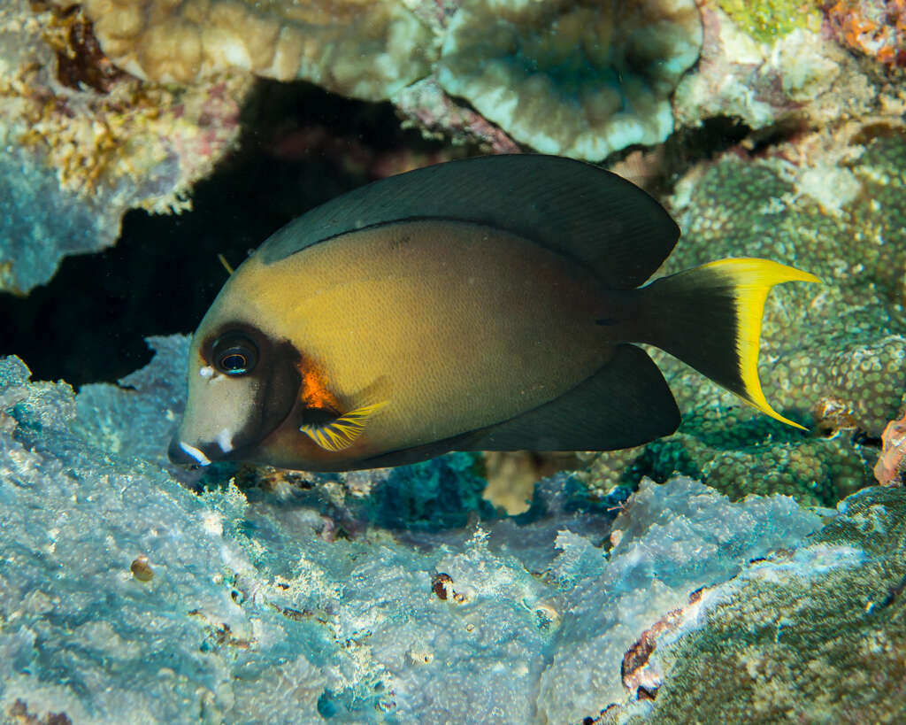 Image of Chocolate Surgeonfish