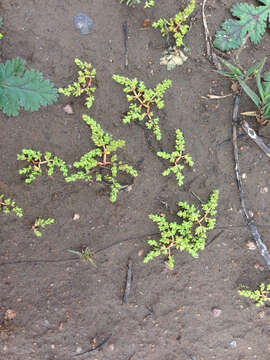 Image of sand pygmyweed