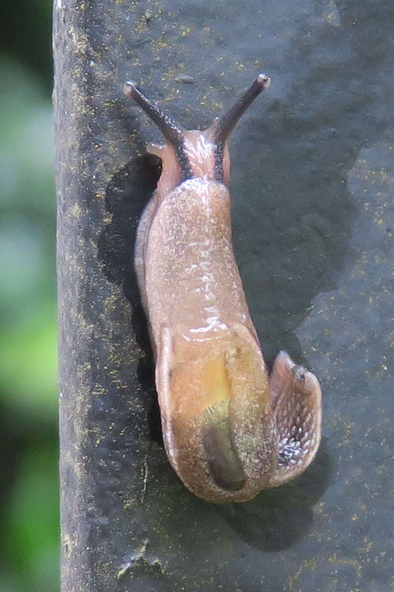 Image of Yellow-shelled semi-slugs