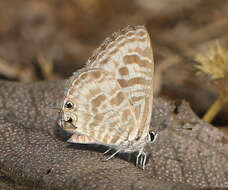 Image of Leptotes plinius