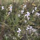 Image of coastal plain balm