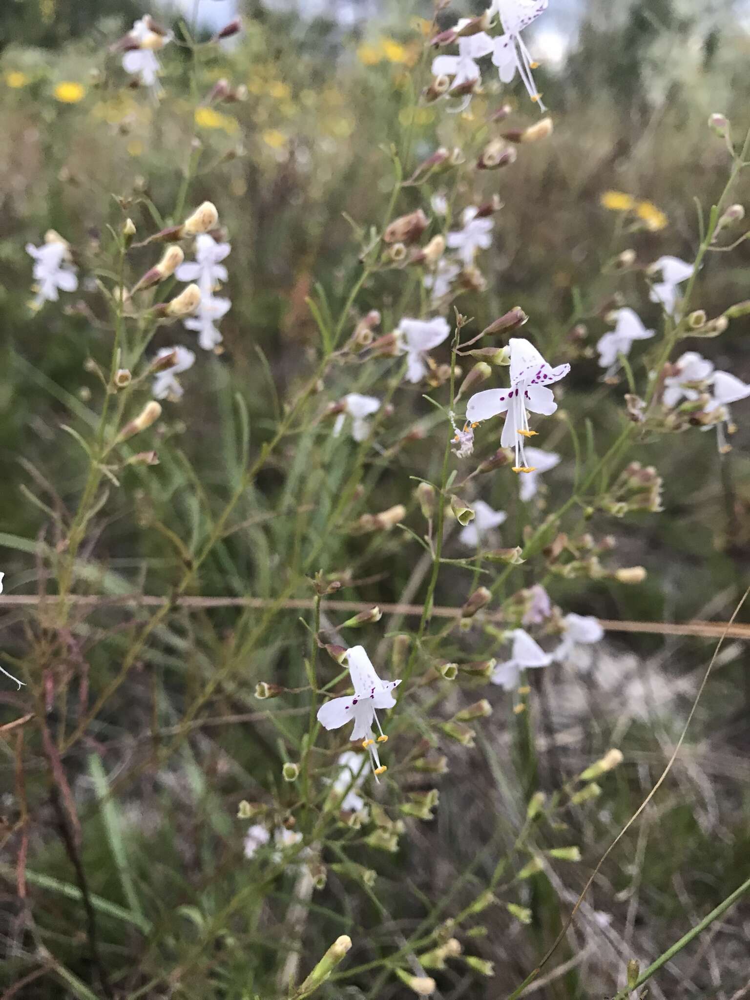 Imagem de Dicerandra linearifolia var. linearifolia