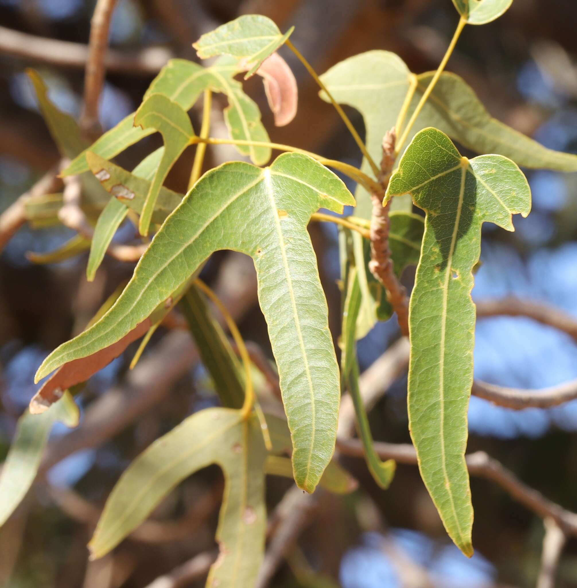 Image of Brachychiton gregorii F. Müll.