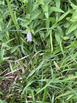 Image of Campanula punctata var. punctata