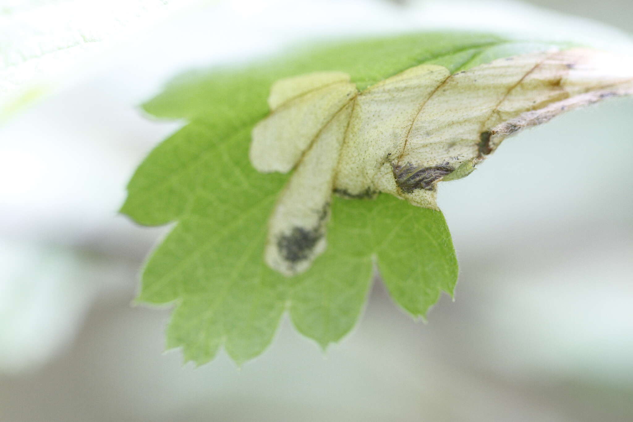 Image of Eriocrania semipurpurella pacifica Davis 1978