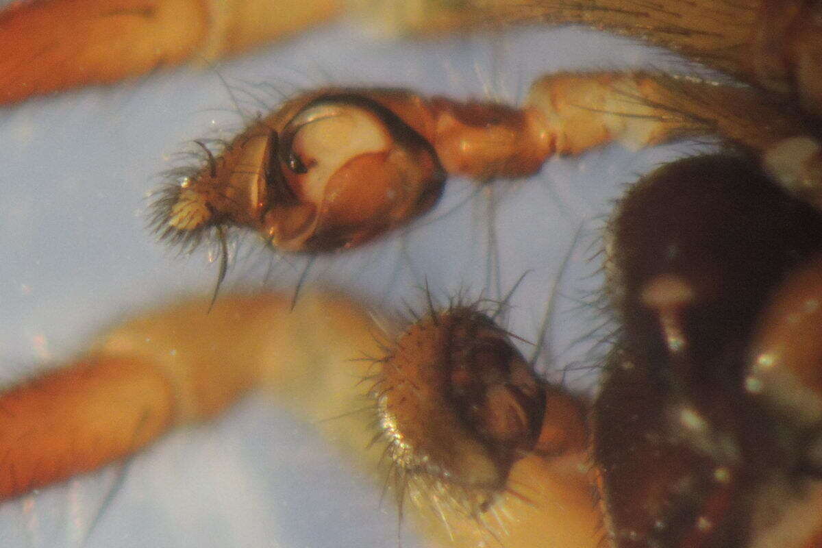 Image of Inermocoelotes inermis (L. Koch 1855)