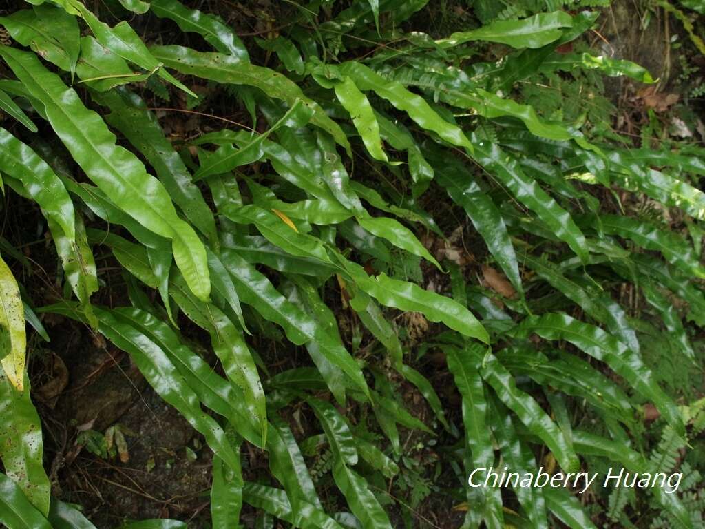 Image of Fortune's Ribbon Fern